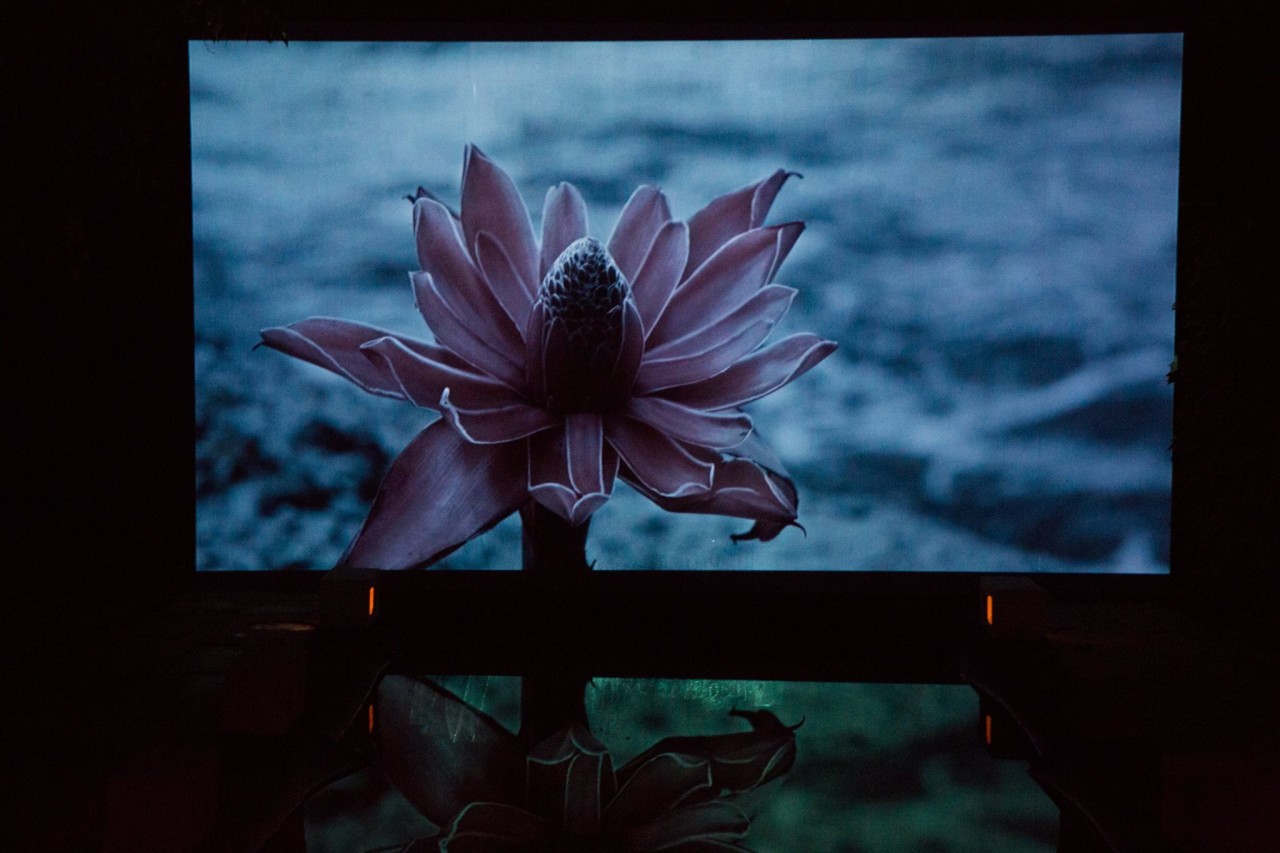Stagnant Pool Screening: A Film By Kevin Calero