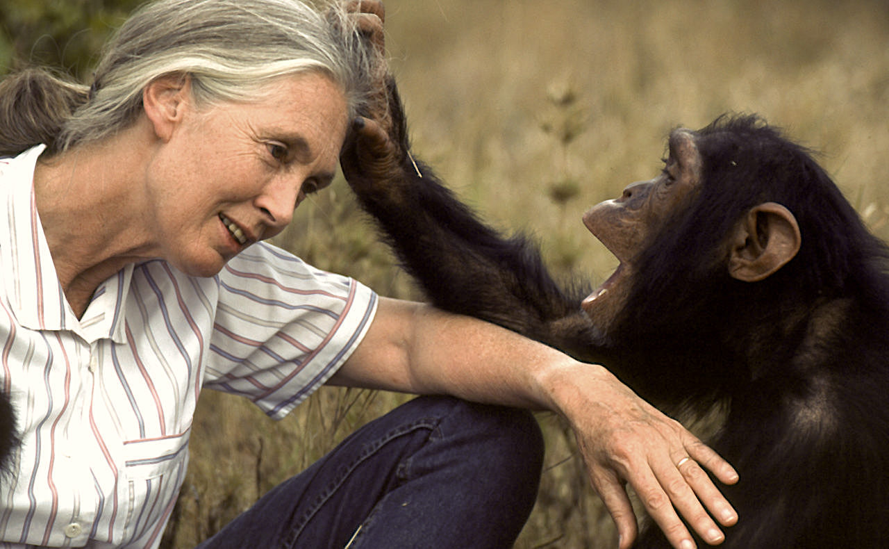 20 Questions with Dr. Jane Goodall : Never Apart