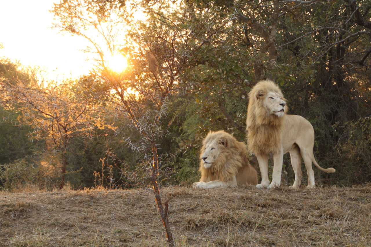 20 Questions with White Lions Conservationist Linda Tucker